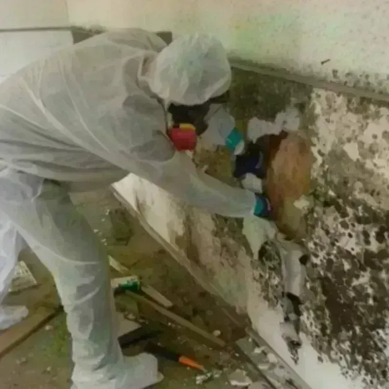 Mold Remediation and Removal in Basehor, KS